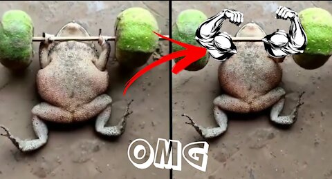 🐸Little frog WORKOUT hard to get BICEPS ! Succeeds ! 😳