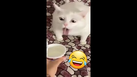 Funniest cat