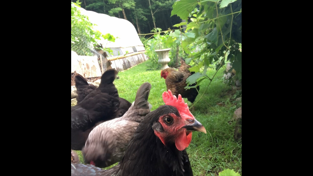 Chicken Eye Contact, So Much