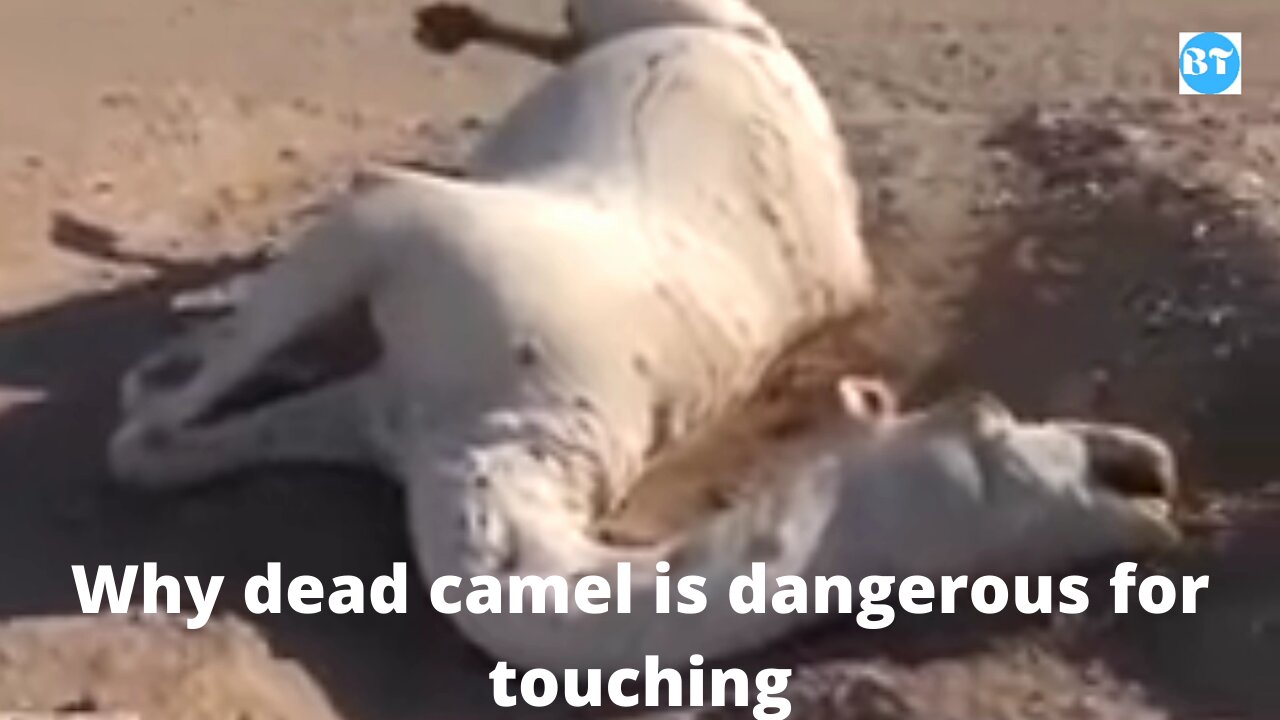 Why Dead Camel is so Dangerous for Touching