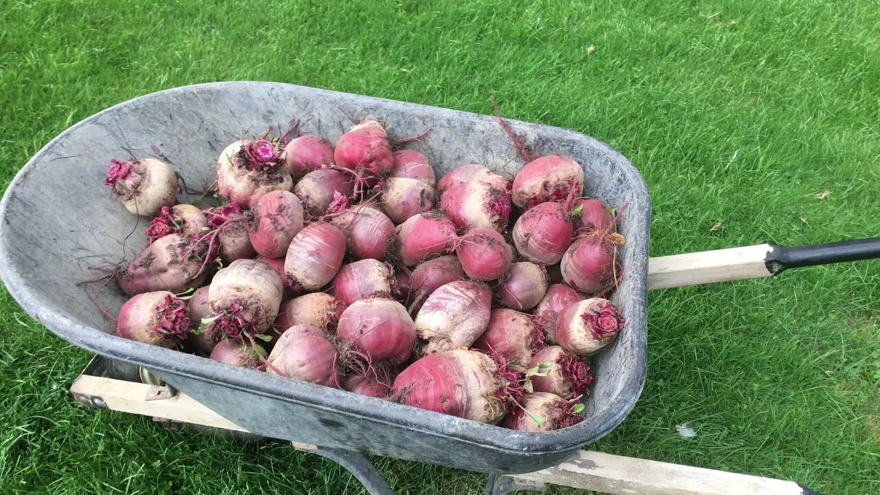 Carrot & Beets Harvest #160 Heirloom Organic Vegetable Garden Series Sep 11th, 2021