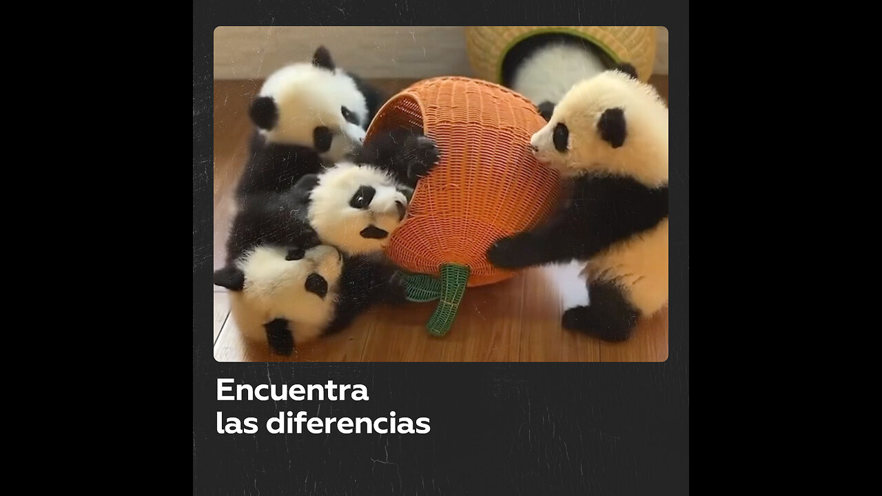 ¿Pandas pequeños o perros teñidos de blanco y negro?