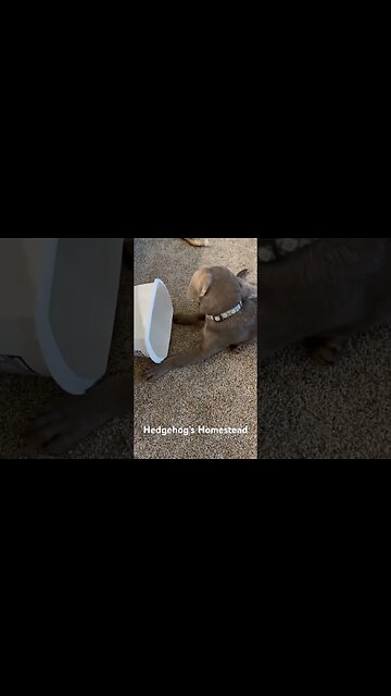 Bubbas at it again silly dog