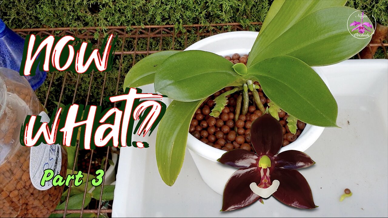 Make your Repot COUNT! Post-Repotting Orchid Care: Tips & Keys to Success Care Guide #ninjaorchids