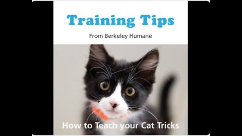 Training Tips: How to Teach your Cat Tricks