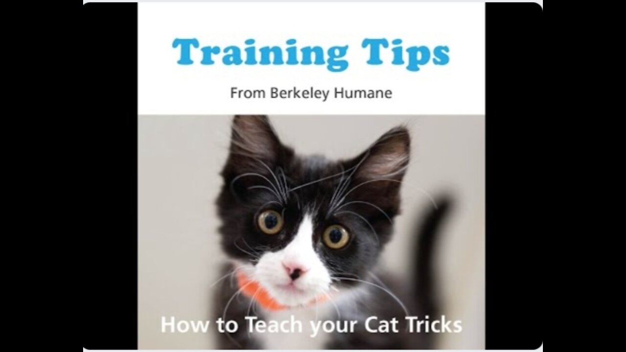 Training Tips: How to Teach your Cat Tricks