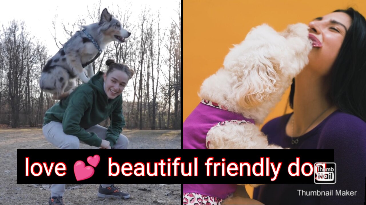Beautiful cute funny friendly dog