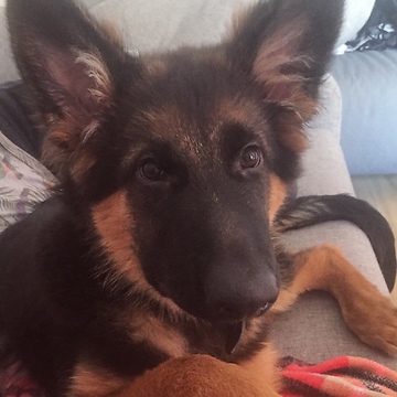 Puppy makes it clear he wants owner to play with him