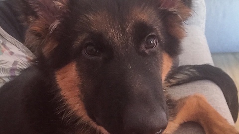 Puppy makes it clear he wants owner to play with him