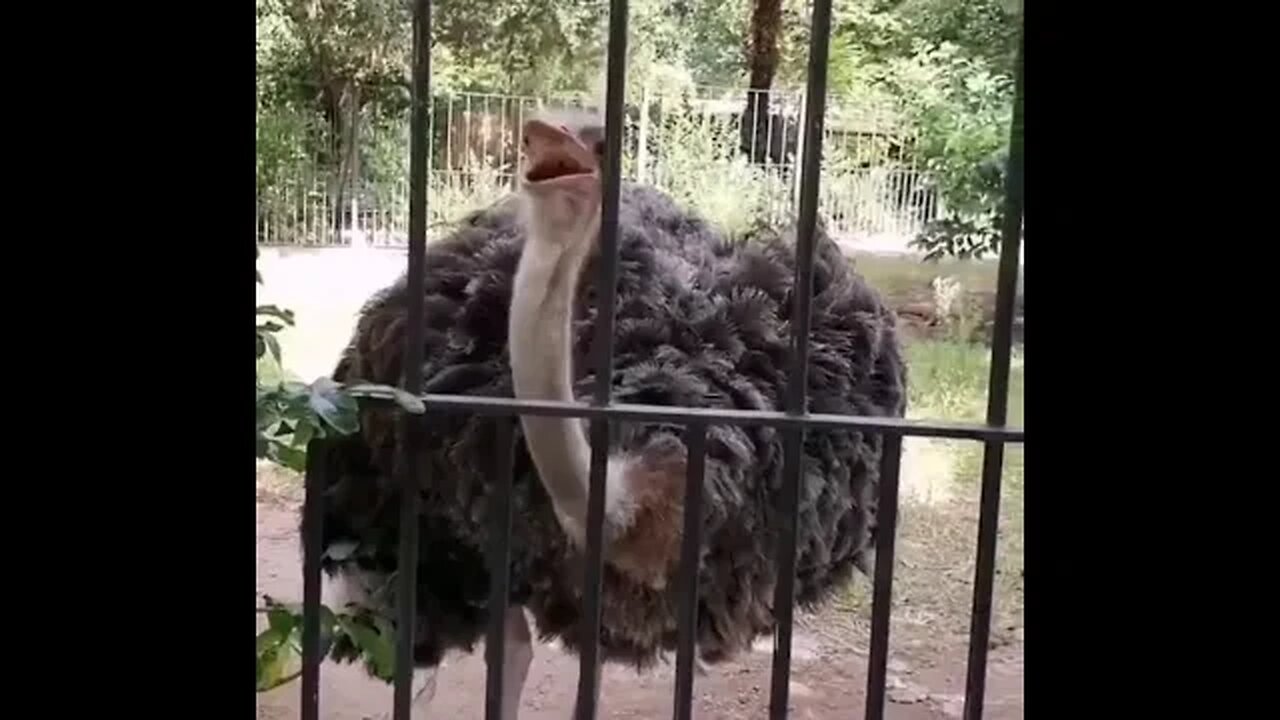 Punjabi MC ostrich rap voice over