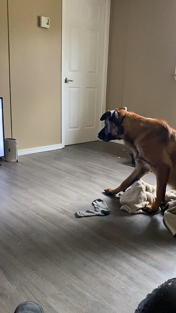 Belgian Malinois