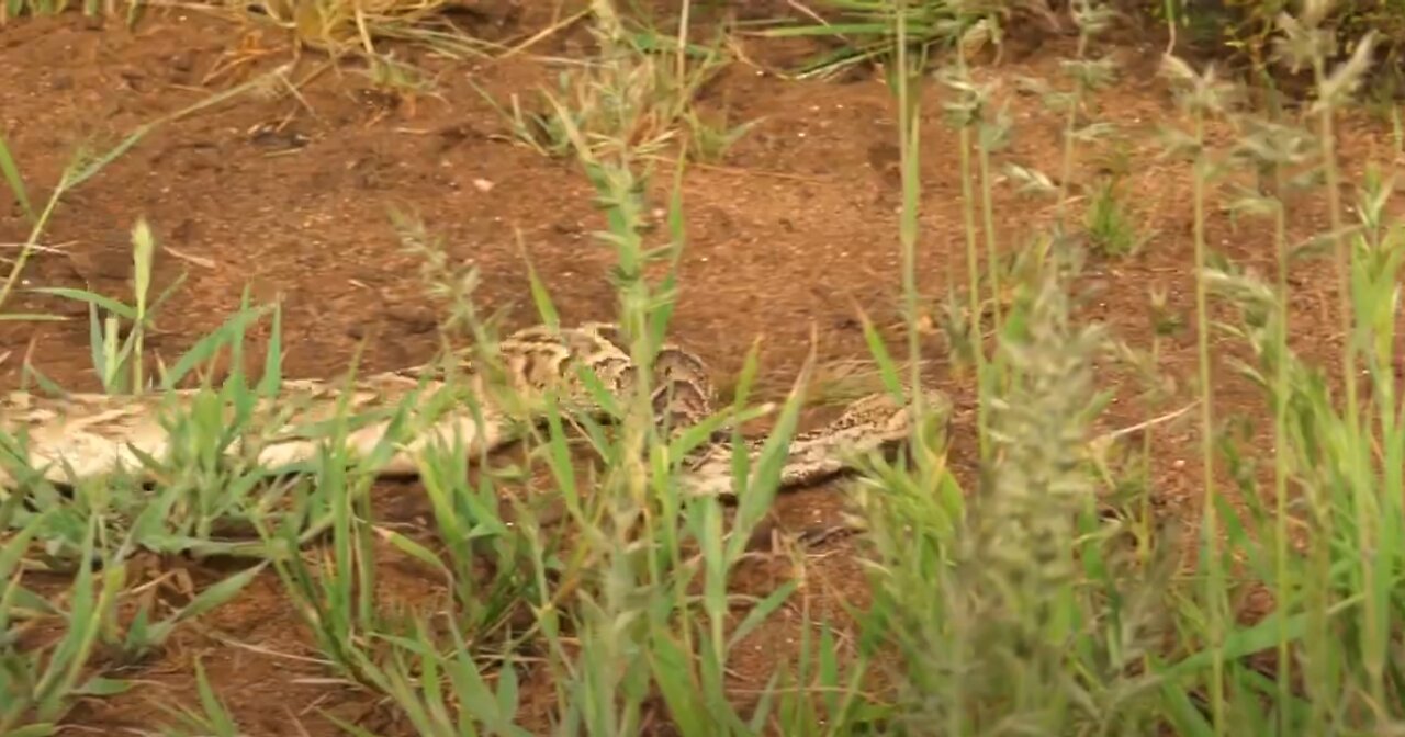 AFRICA'S MOST DEADLY SNAKE!