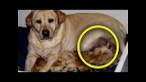 Golden Retriever Gives Birth To Something Unbelievable, Surprises Its Owner
