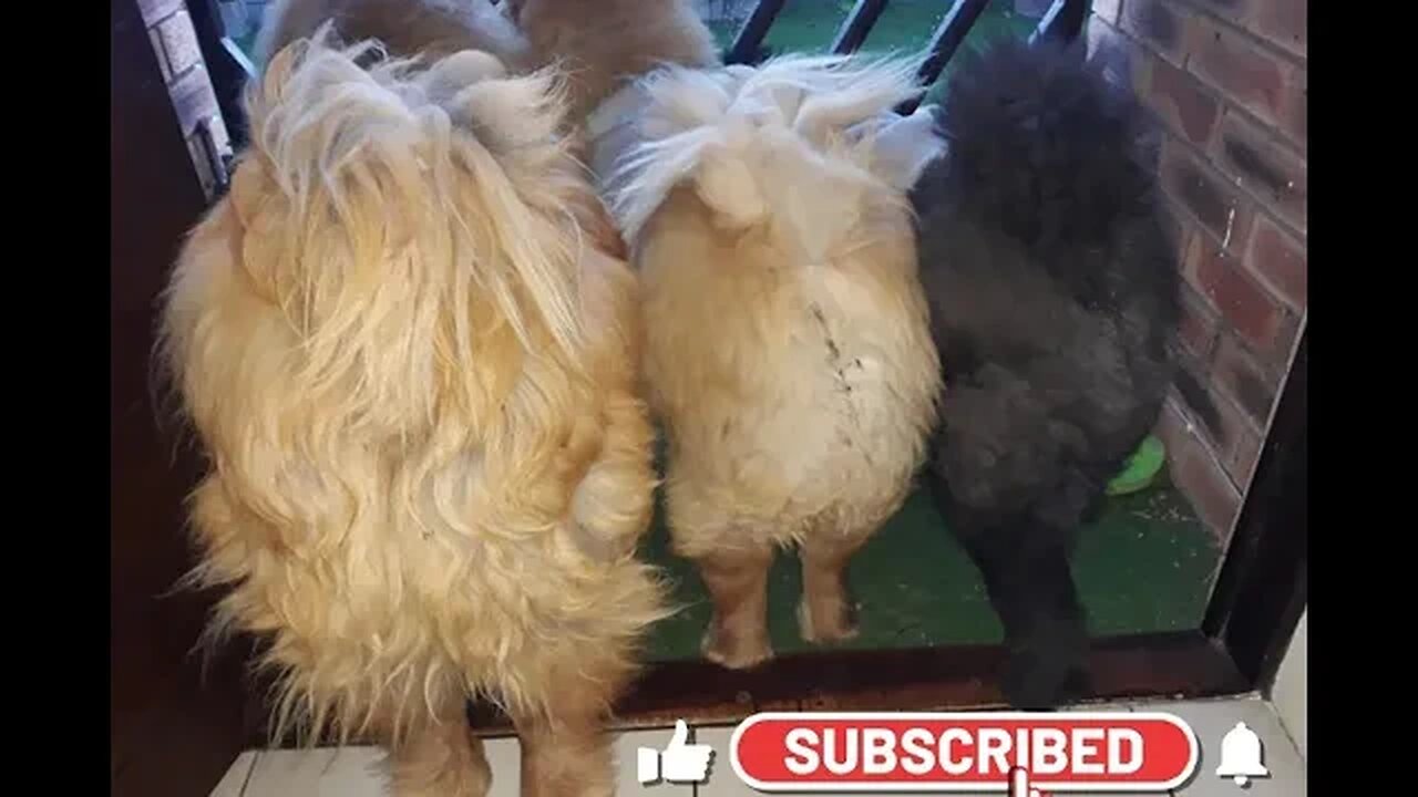 #shorts ChowChow Dog Living in South Africa Num: 13 #chowchowpuppies #chowchowdog #southafricachows