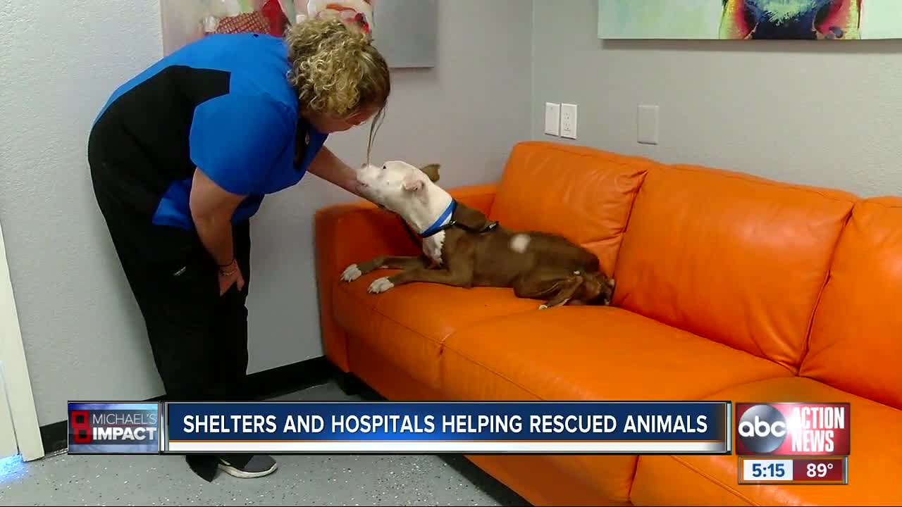 Local animal shelters are looking for people to adopt or foster pets rescued from Hurricane Michael