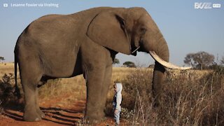 Ce petit garçon de 4 ans n'a pas peur d'un énorme éléphant