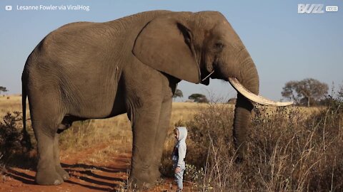 Ce petit garçon de 4 ans n'a pas peur d'un énorme éléphant