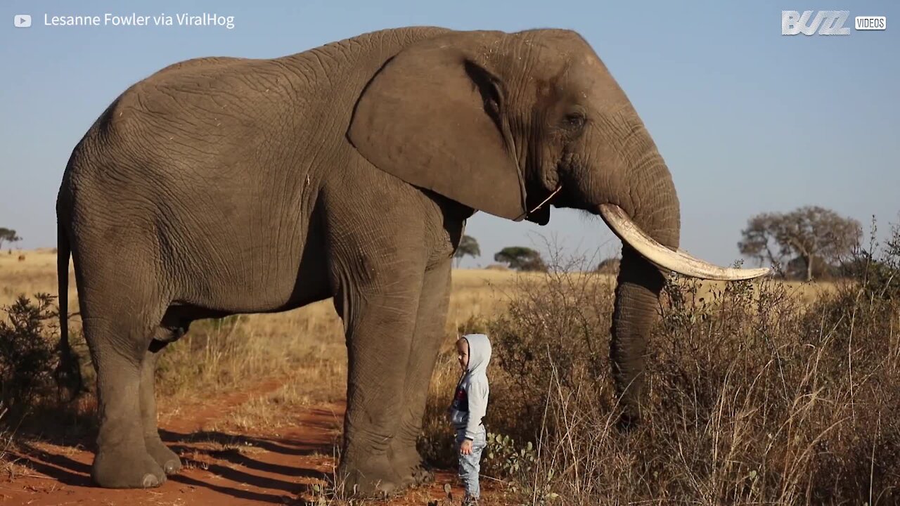 Ce petit garçon de 4 ans n'a pas peur d'un énorme éléphant