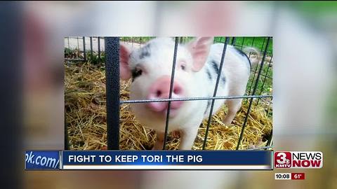 Papillion councilman may propose pig ordinance