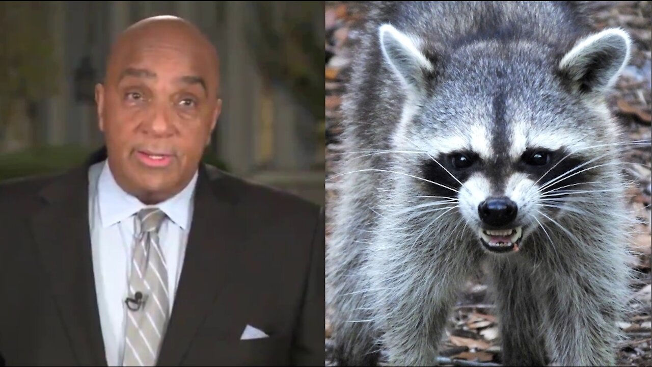 CNN Reporter Fights Off A Raccoon During Live Broadcast