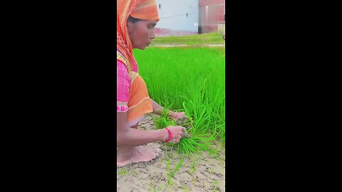 Field working #rice #village #nature #farmer #viral