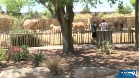 Elephant dies at Reid Park Zoo