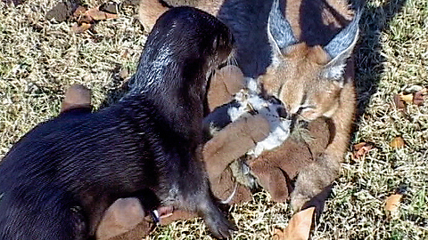 Two unusal animal companions, a caracal cat and otter.