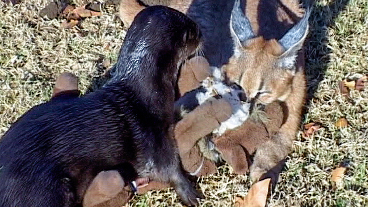 Two unusal animal companions, a caracal cat and otter.