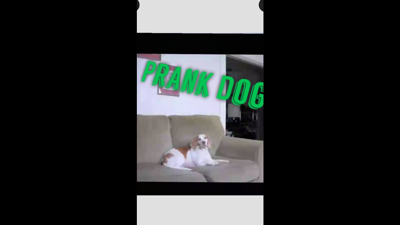 Prank dog with ghost