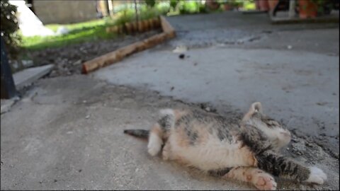 Deactivating cat secrets