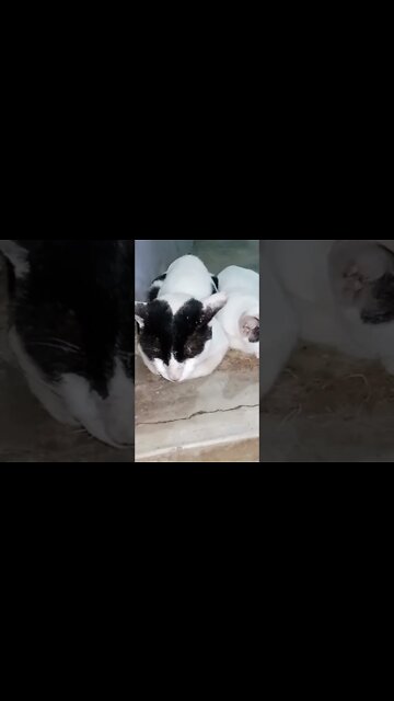 When you are hungry and waiting for 30 min Food Delivery 🤣 #shorts #cats #youtubeshorts