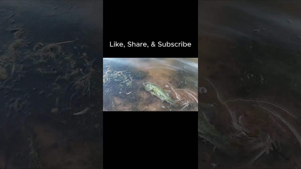Fort Sill Slow Motion Bass Release #largemouthbassfishing #fishing #fortsill #shorts