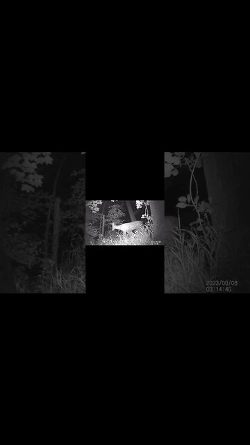 Jack's Trail Camera -- Episode 72 #shorts