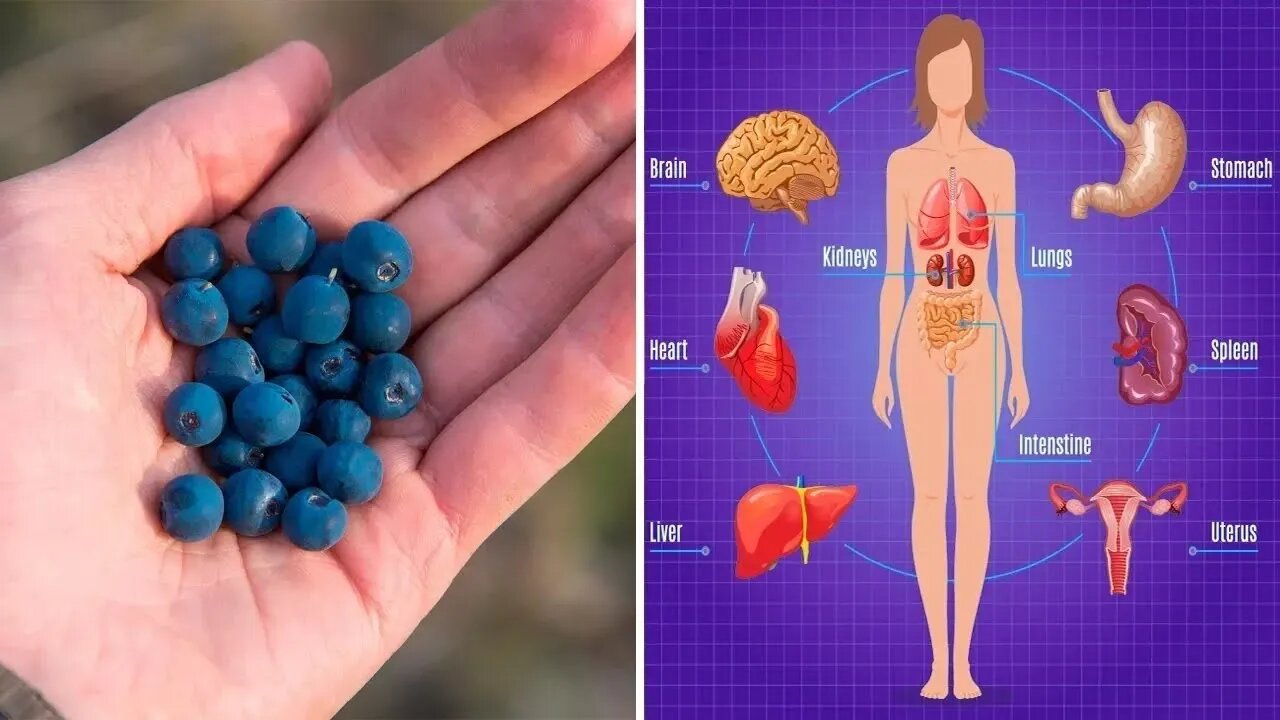 A FRUTA DA LONGEVIDADE, SAIBA COMO O MIRTILO MELHORA A VISÃO E MAIS