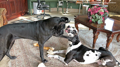 Two Great Danes Try To Share Three Bones