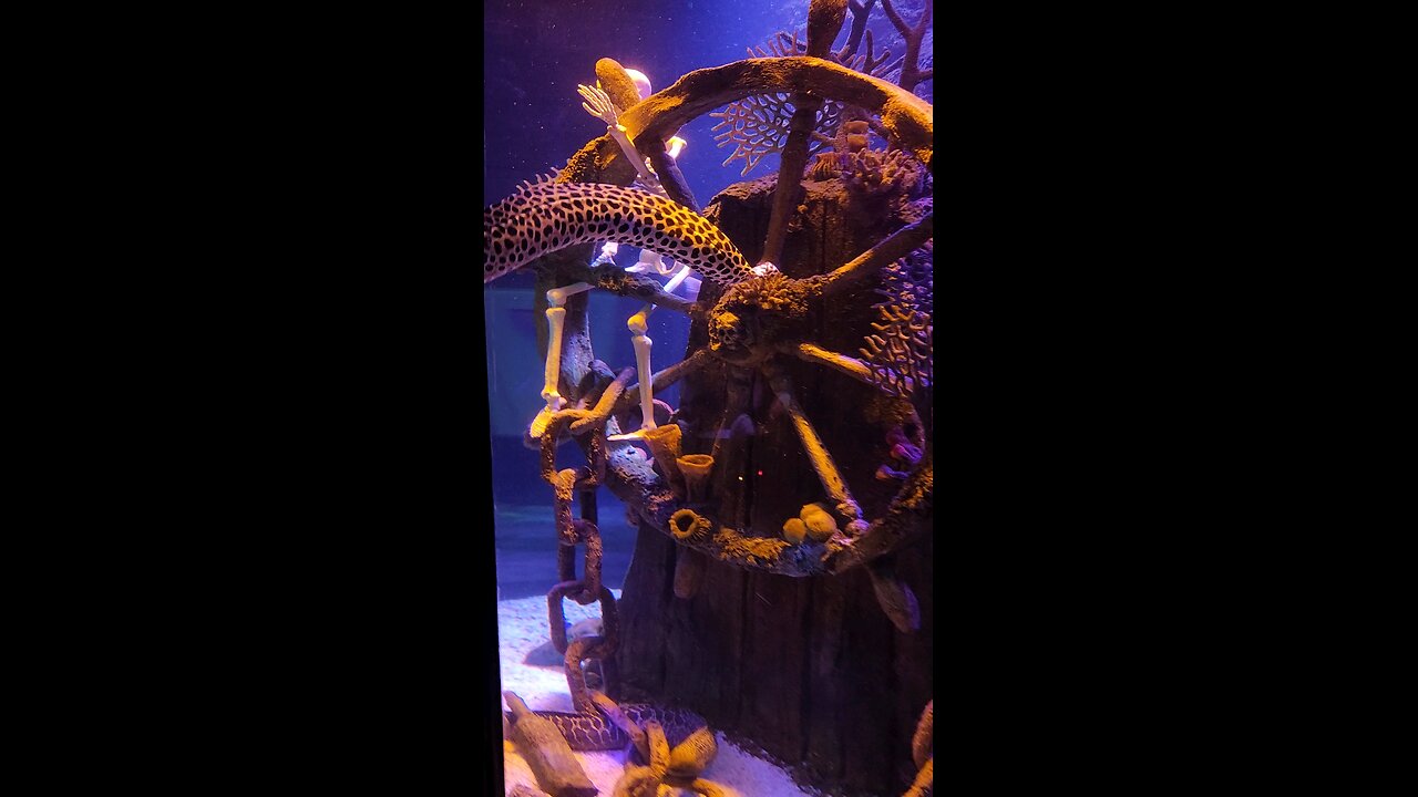 Morey eels a the San Antonio aquarium