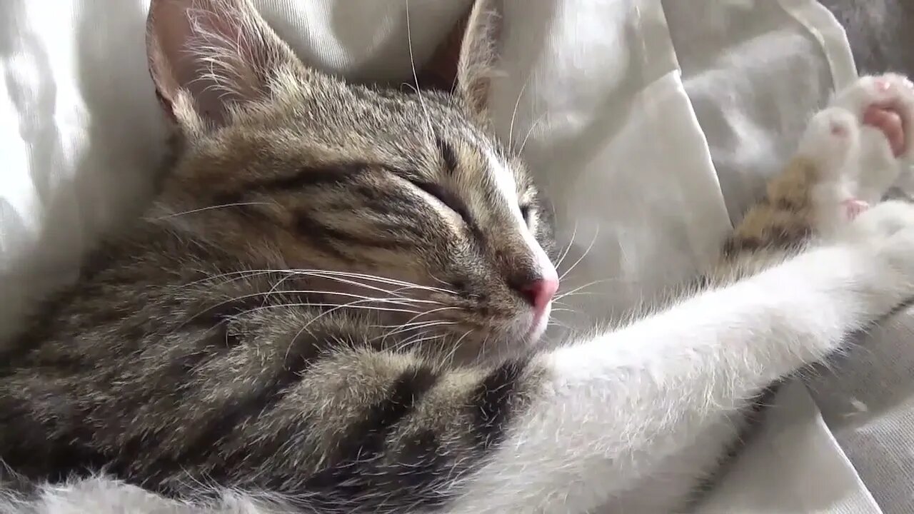 Kitten Rudolph Dreams and Moves His Whiskers