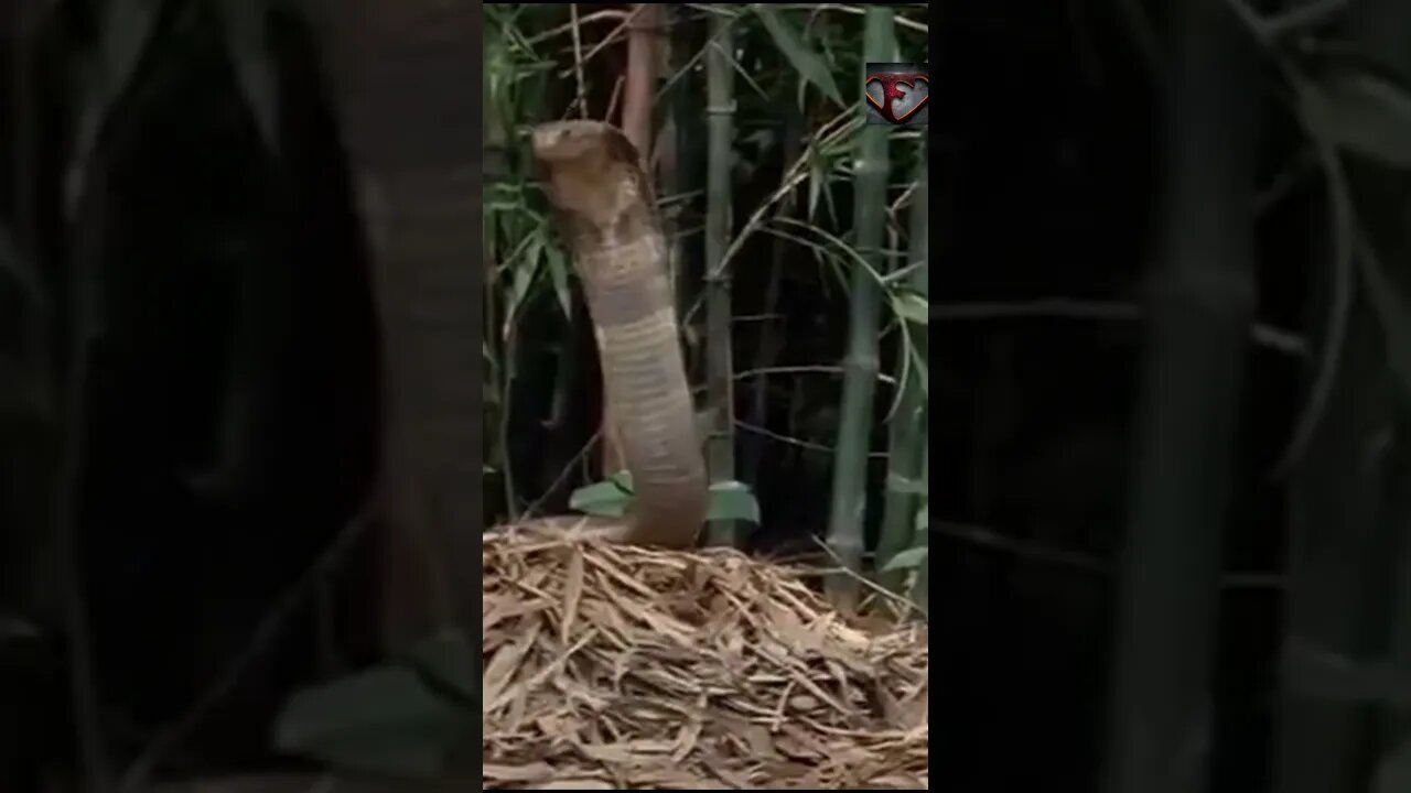 The King Cobra Facts #shorts #interestingfacts #animals #cobra