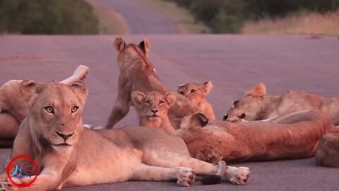 Sleeping Lions Block the Road- Wildlife Encounter on Safari