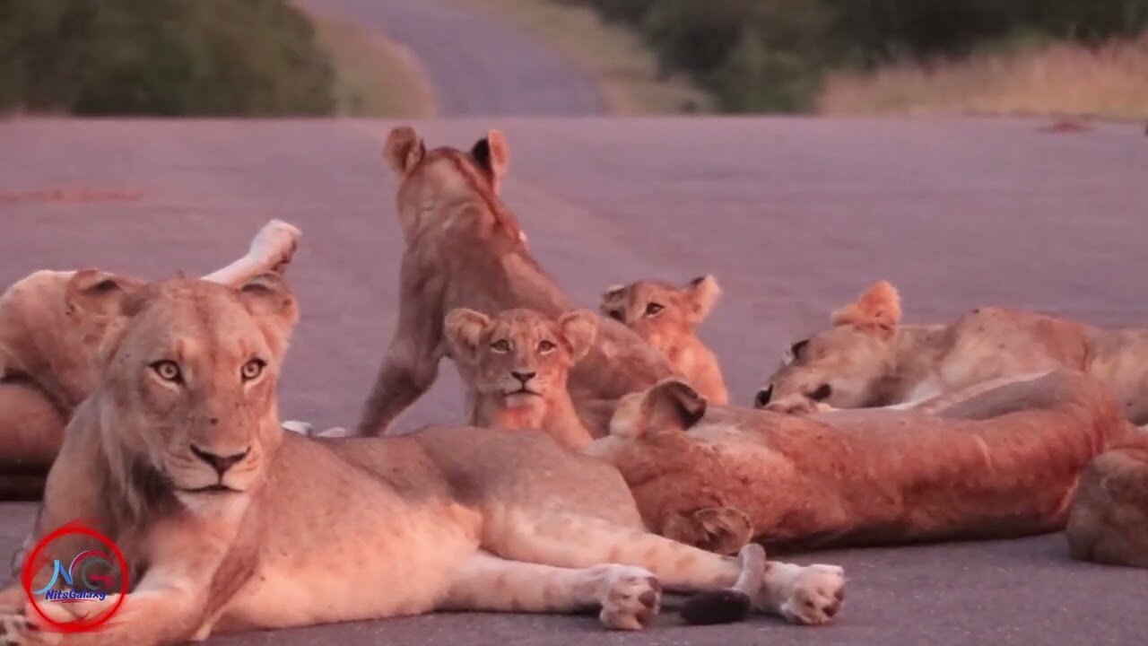 Sleeping Lions Block the Road- Wildlife Encounter on Safari