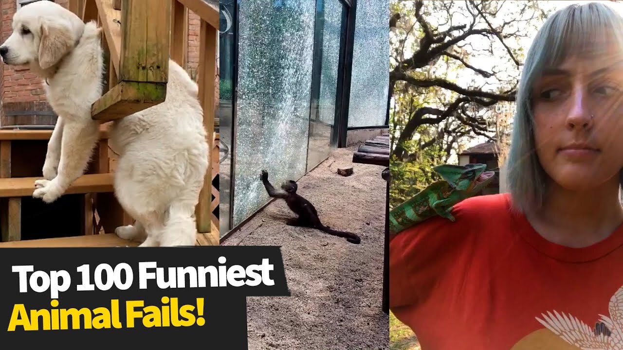 Top 100 ULTIMATE Funniest Animal Fails Compilation | Funny Pet Fails