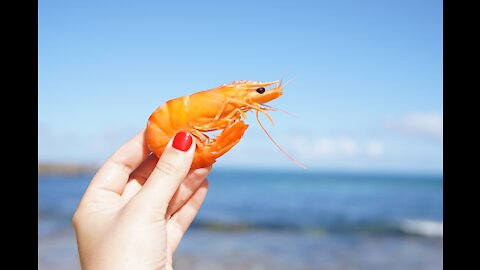 Crazy and very Rare video of Shrimp...