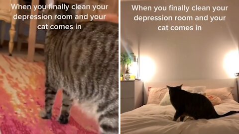 Cat Meme | Funny Cats And Cute Kittens 50