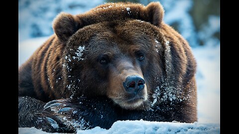 snow bear happy in the jungle #bear #animal #animal love