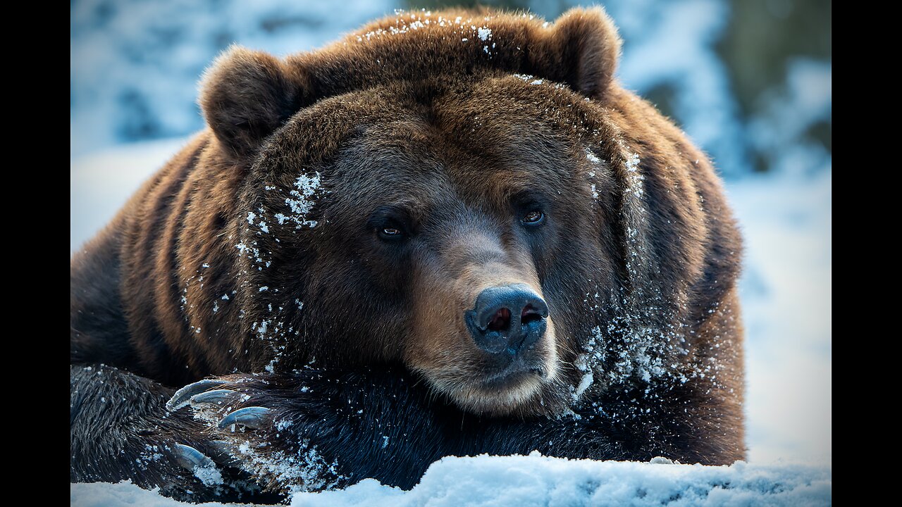 snow bear happy in the jungle #bear #animal #animal love