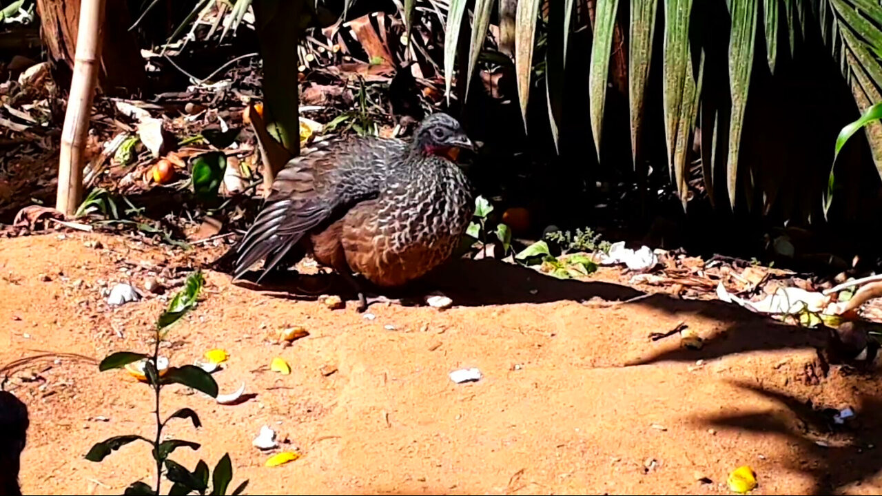 Jacu relaxando em um dia de sol na fazenda