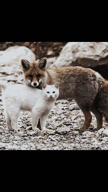 Fox Vs Cat Standoff. Funny video