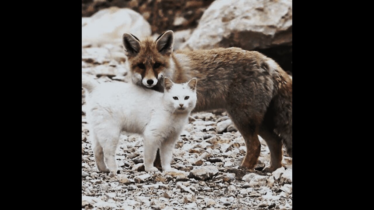 Fox Vs Cat Standoff. Funny video