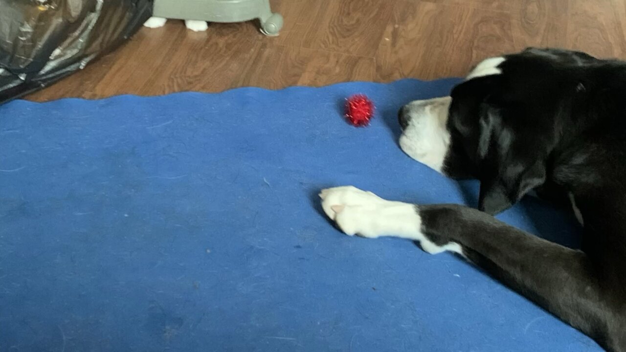 Cat dog playing