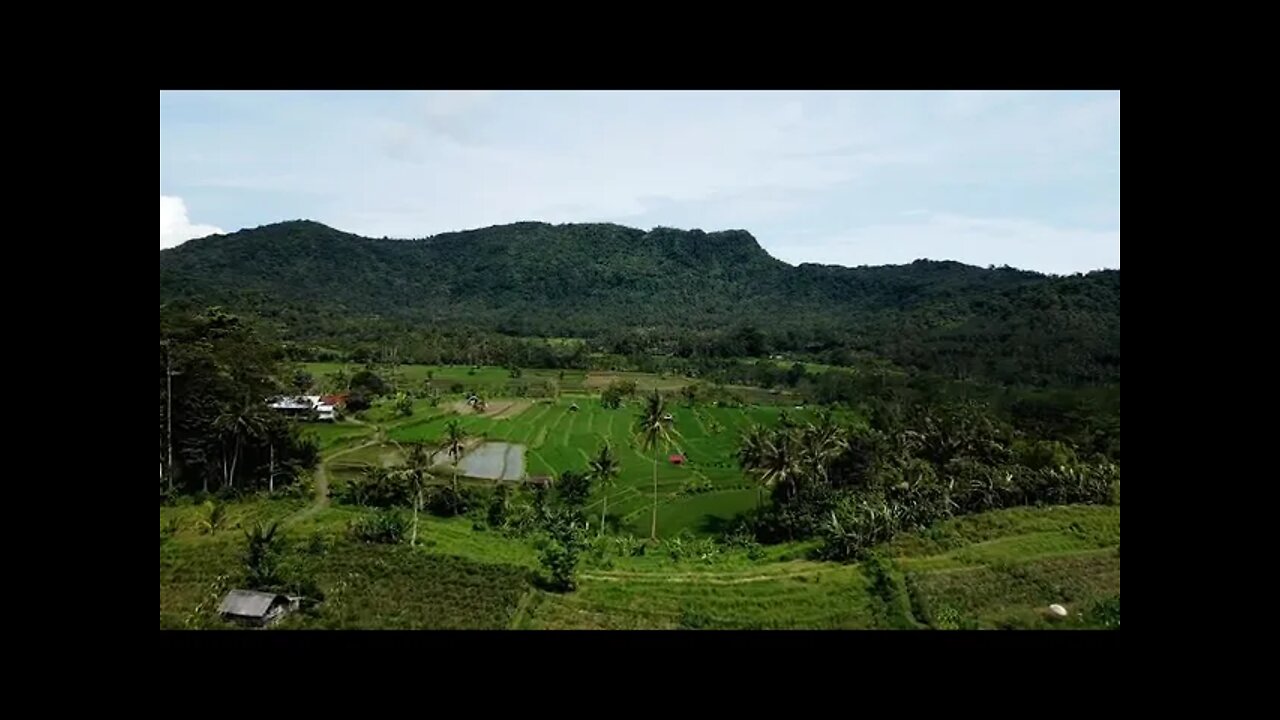 Drone Footage of a Paddy Field